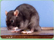 rat control Newburn