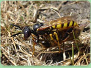 wasp control Newburn