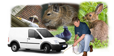 Newburn local van